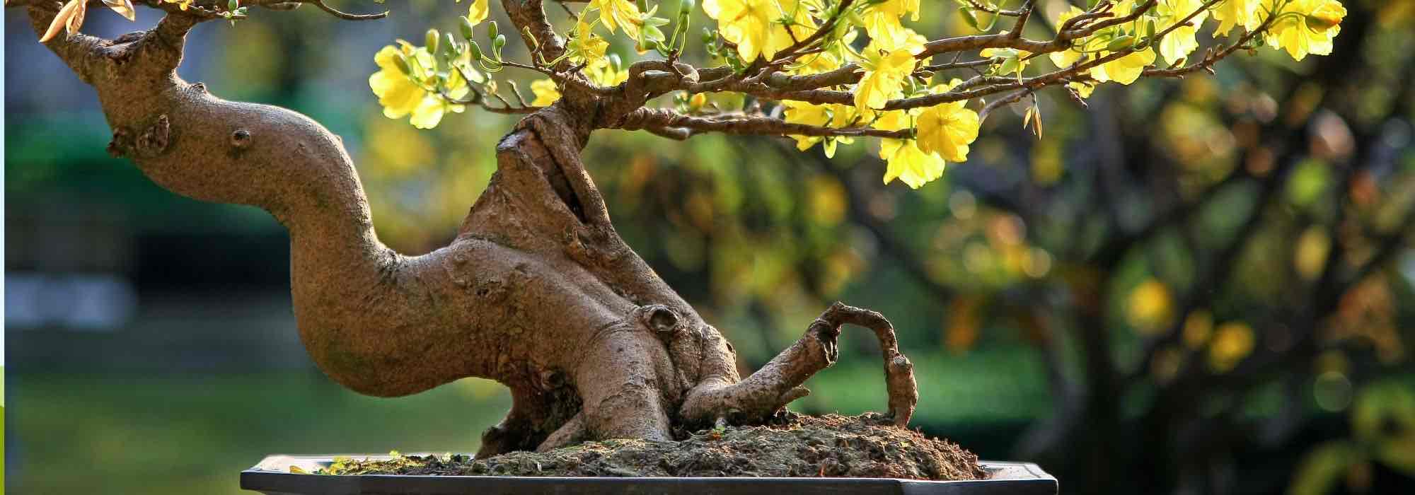 Como cuidar de um bonsai?