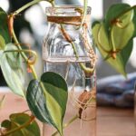 Como retirar estacas de plantas de interior?