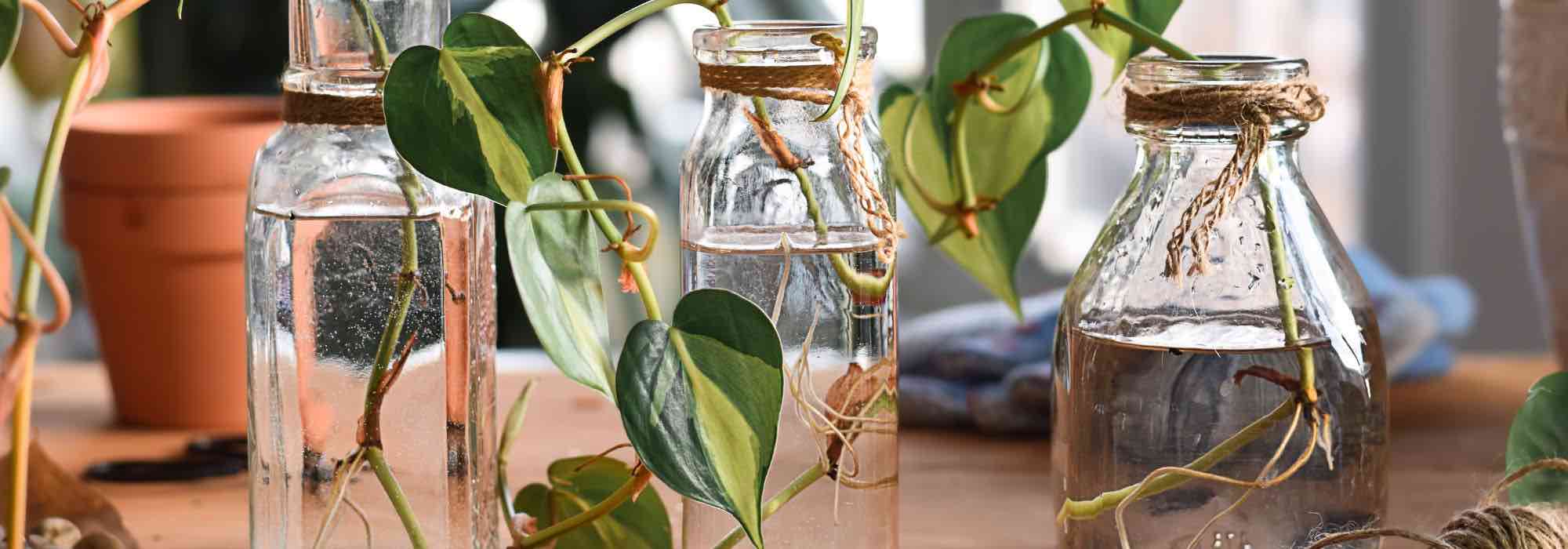 Como retirar estacas de plantas de interior?
