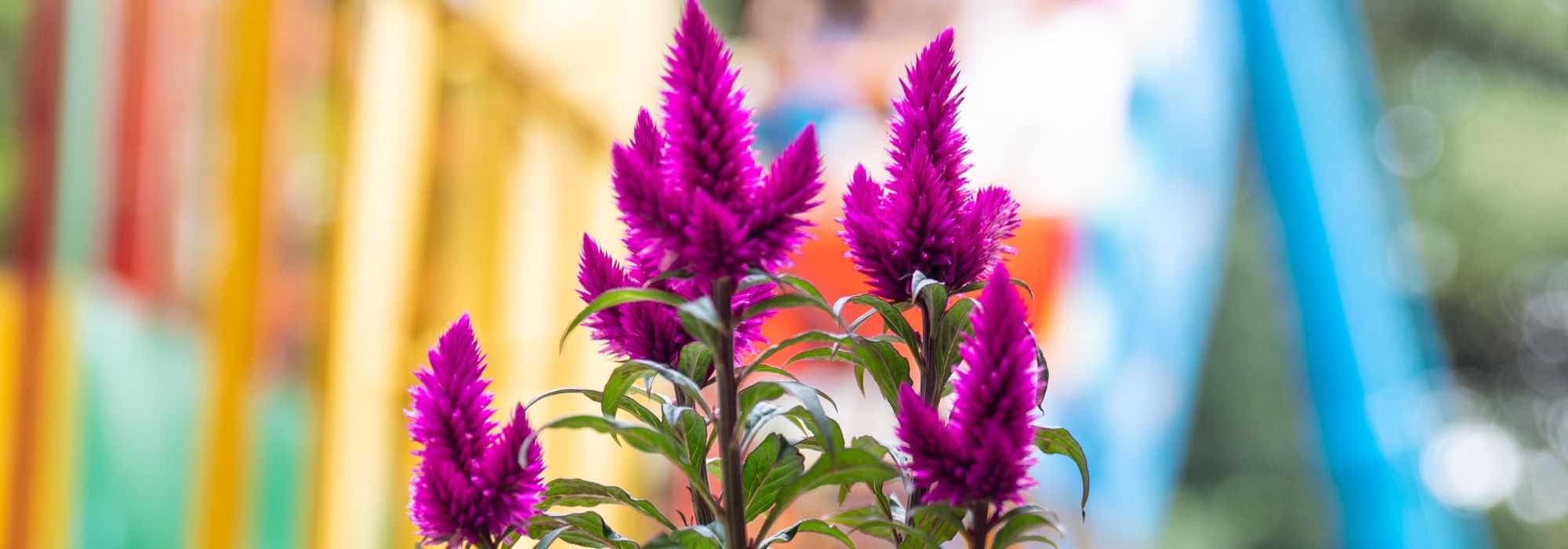 Cultivar a crista-de-galo em vaso