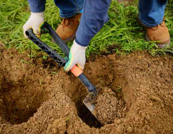 Como falhar na plantação dos seus arbustos em 5 lições?