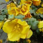 Como conduzir em espaldeira e podar o Fremontodendron?