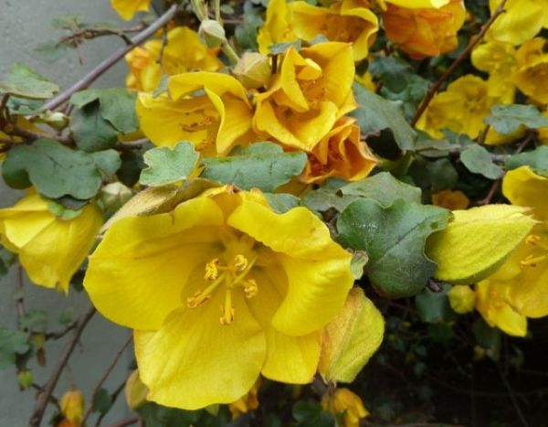 Como conduzir em espaldeira e podar o Fremontodendron?