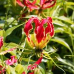 Cultivar a gloriosa em vaso