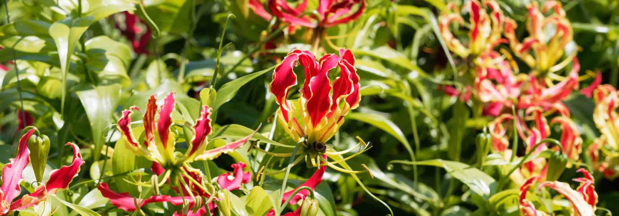 Cultivar a gloriosa em vaso