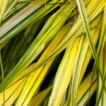 5 gramíneas de folhagem variegada