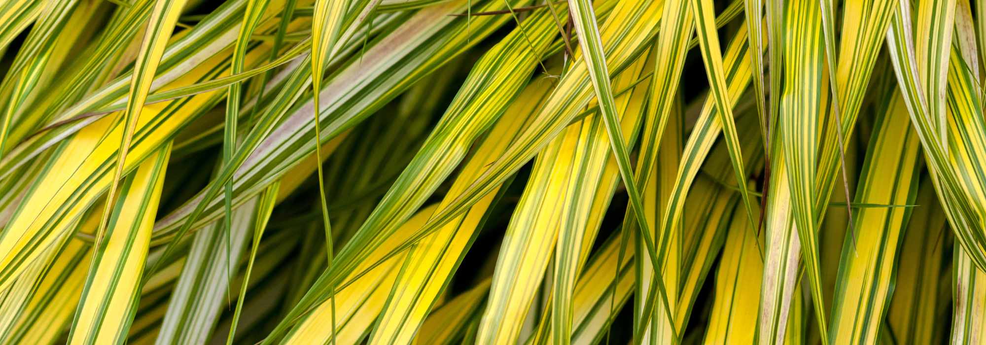 5 gramíneas de folhagem variegada