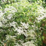 Fallopia, polígono-do-Japão: plantação, cultivo, manutenção