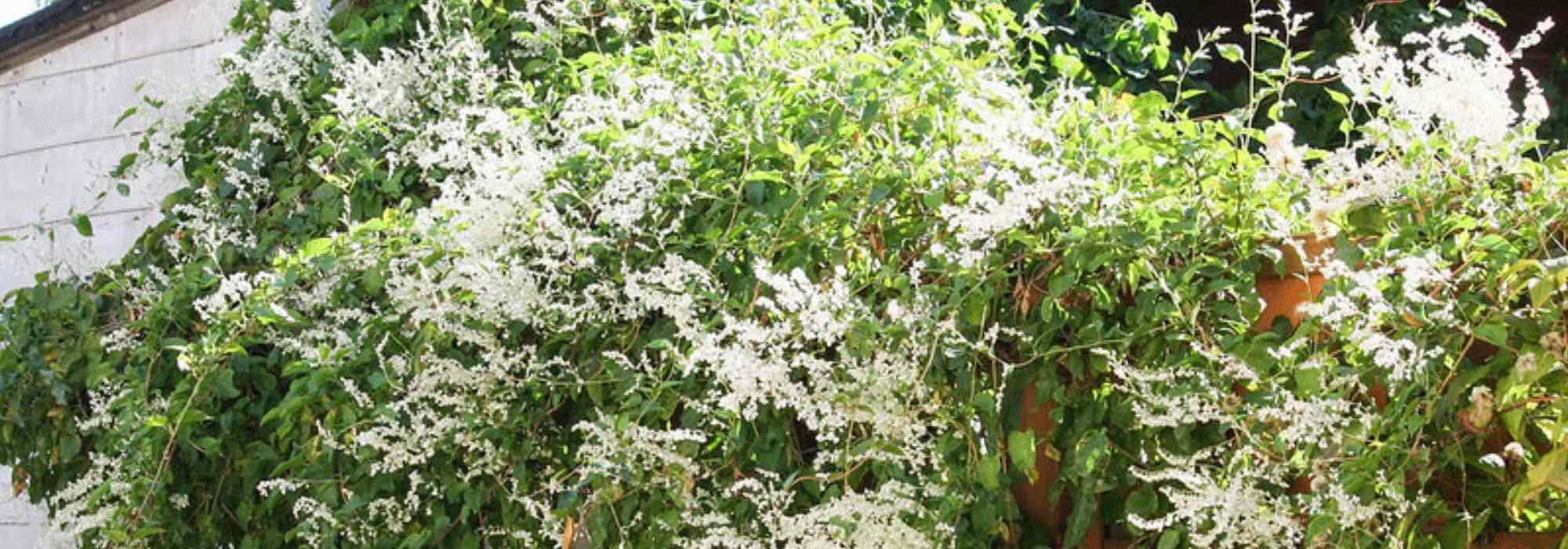 Fallopia, polígono-do-Japão: plantação, cultivo, manutenção