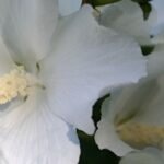 5 hibiscos de flores brancas