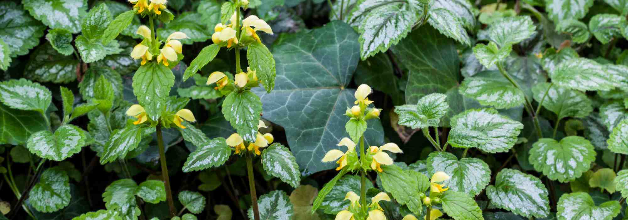 Lamium: 5 variedades de folhagem decorativa