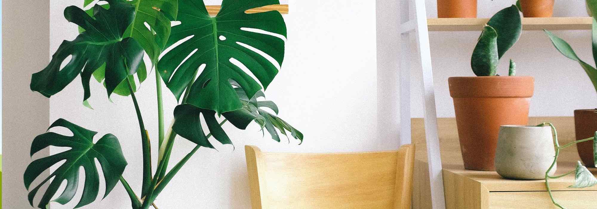 Como cultivar a costela-de-adão?