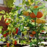 Permacultura urbana: cultivar em pequenas áreas