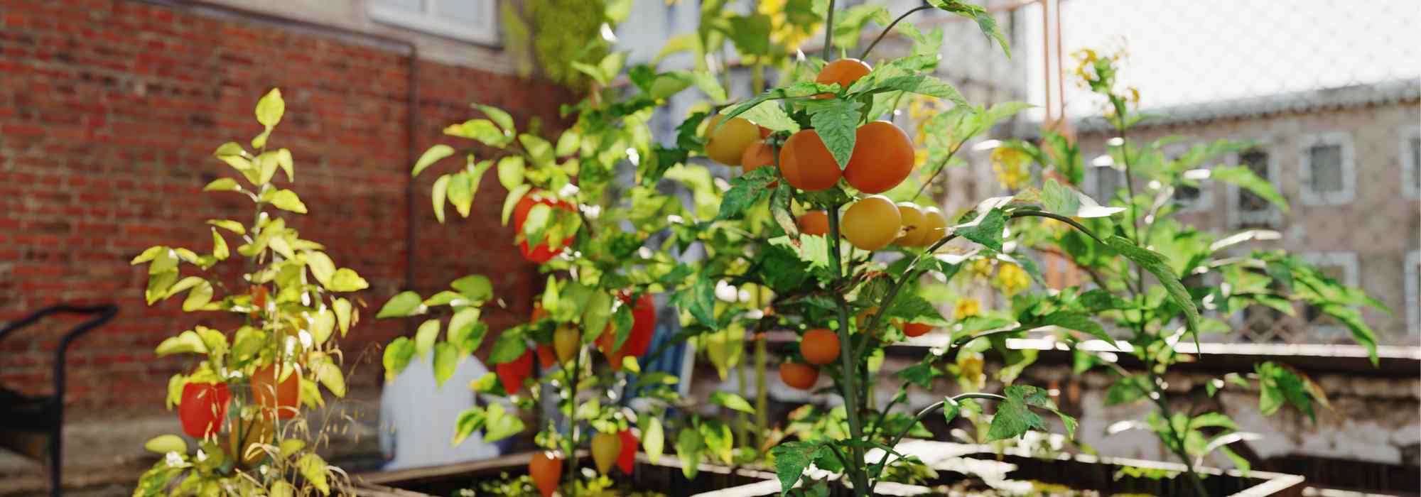 Permacultura urbana: cultivar em pequenas áreas