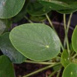 Como cultivar o pilea?