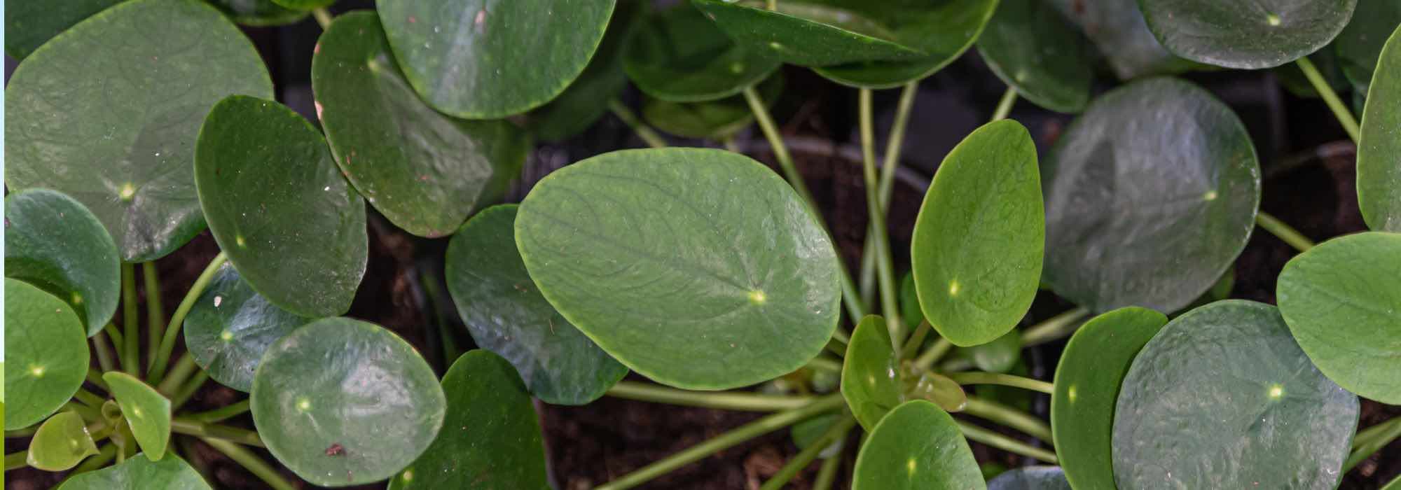 Como cultivar o pilea?