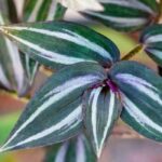 7 plantas de interior pendentes