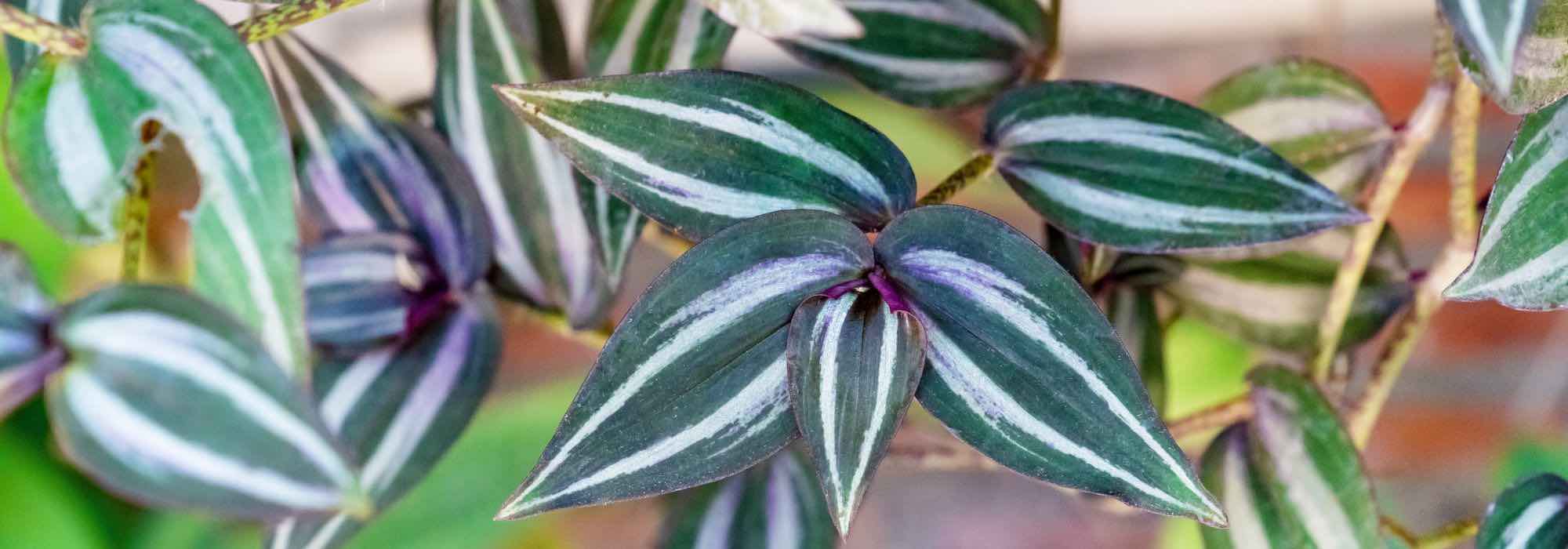 7 plantas de interior pendentes