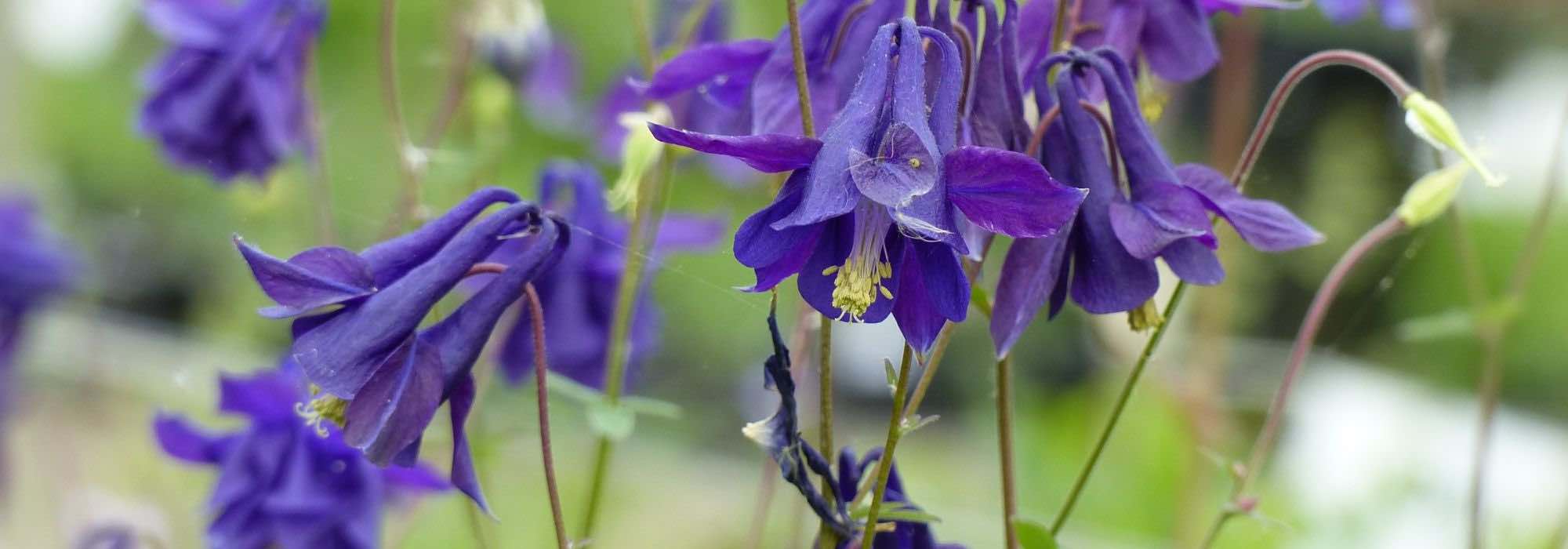 9 plantas perenes silvestres indispensáveis num jardim natural