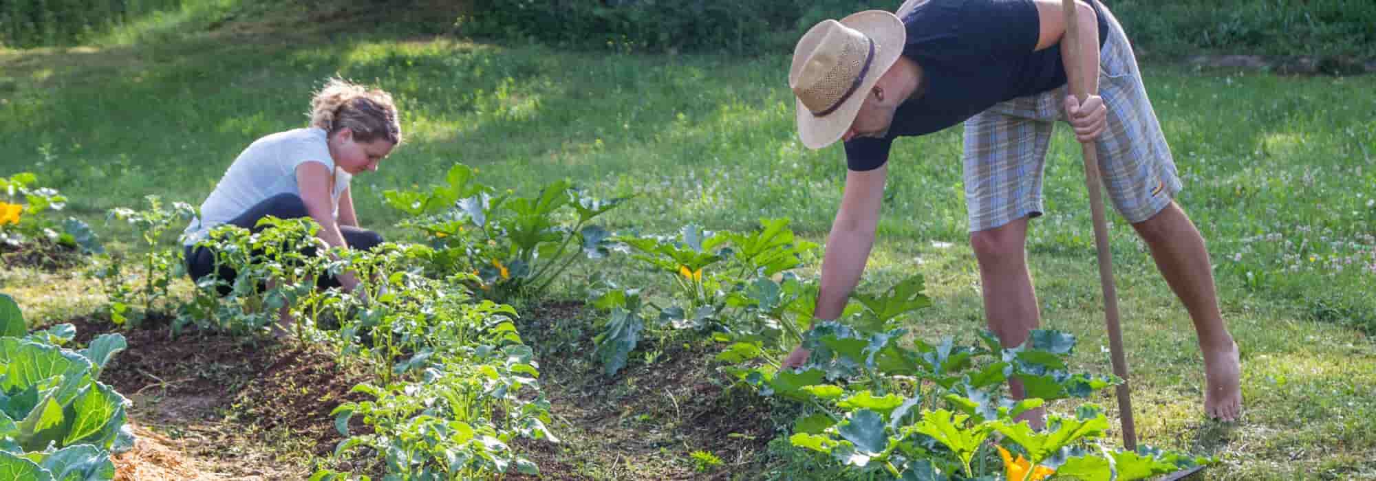 Horta em permacultura: por onde começar?