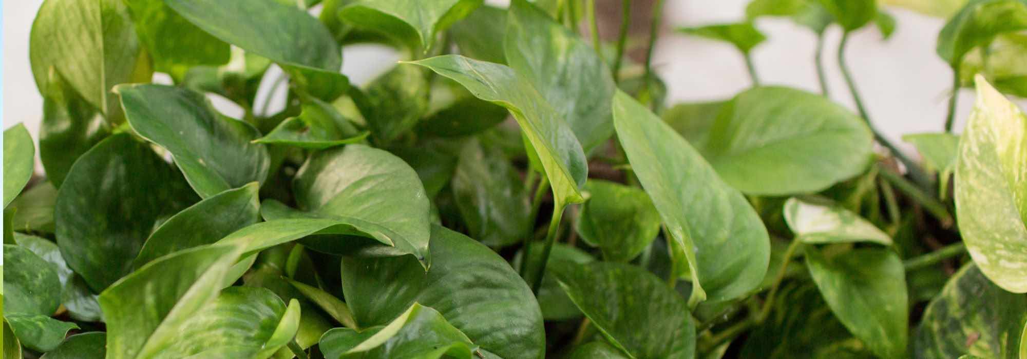 Como cultivar uma jibóia?