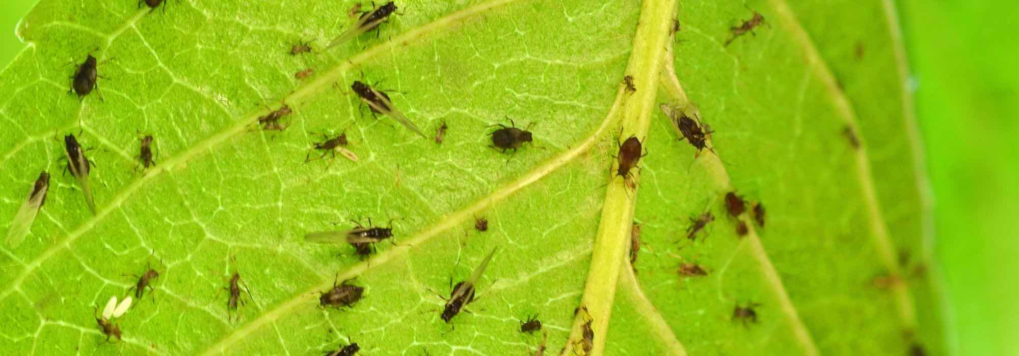 Como eliminar os pulgões das plantas de interior?