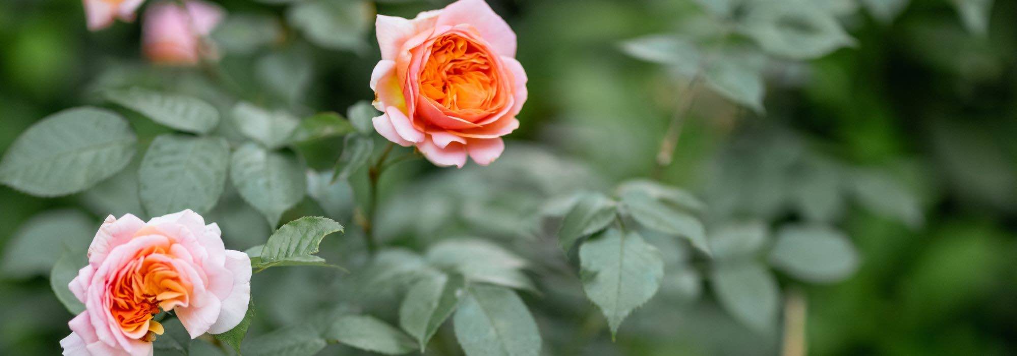 Os nossos segredos para ter roseiras floridas em vaso!