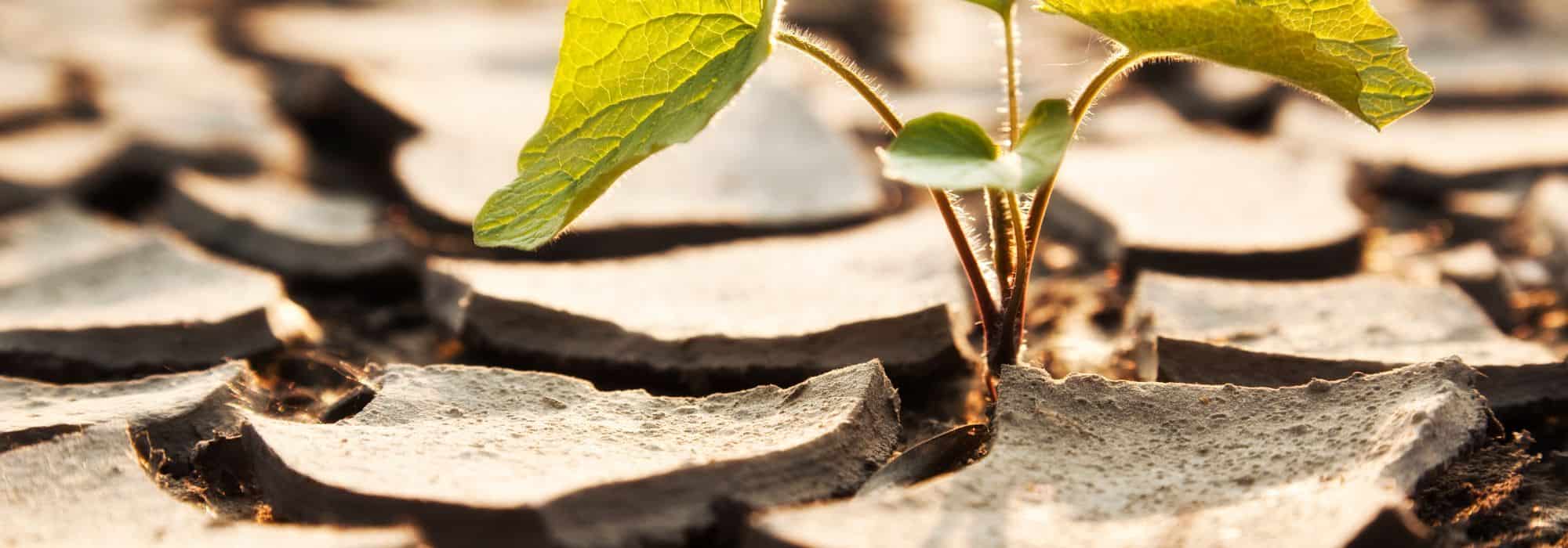 O impacto das alterações climáticas nas doenças e pragas da horta