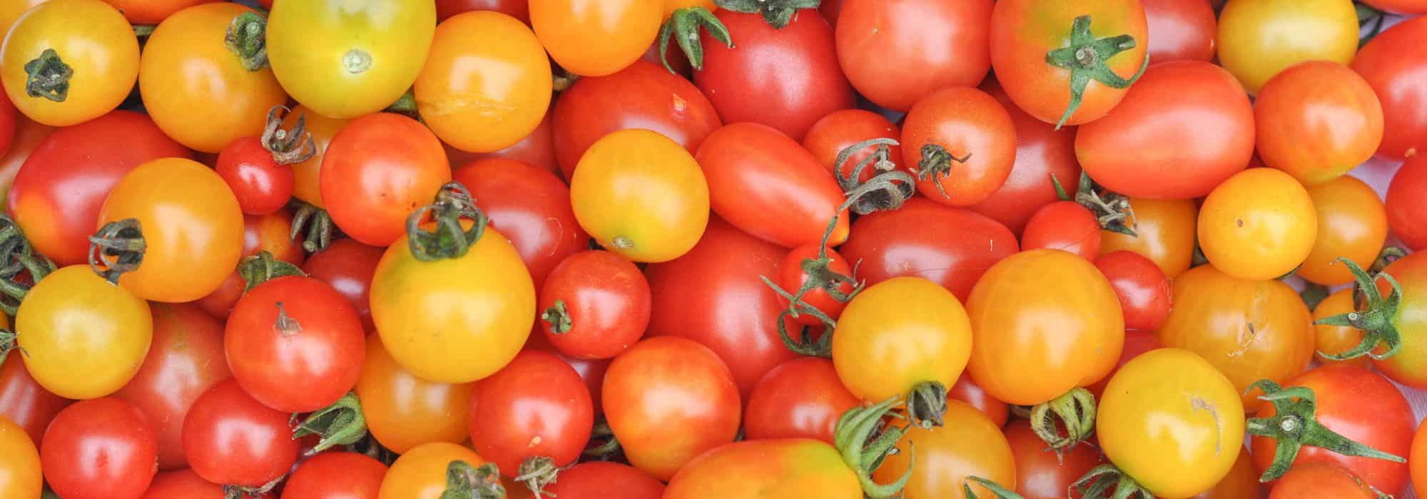 Como escolher os seus tomates-cereja ou tomates-cocktail?