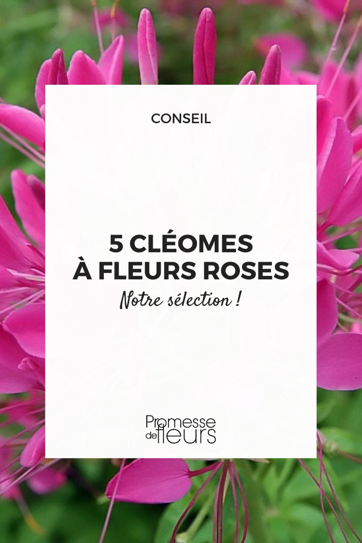 Cleomes a ter no jardim