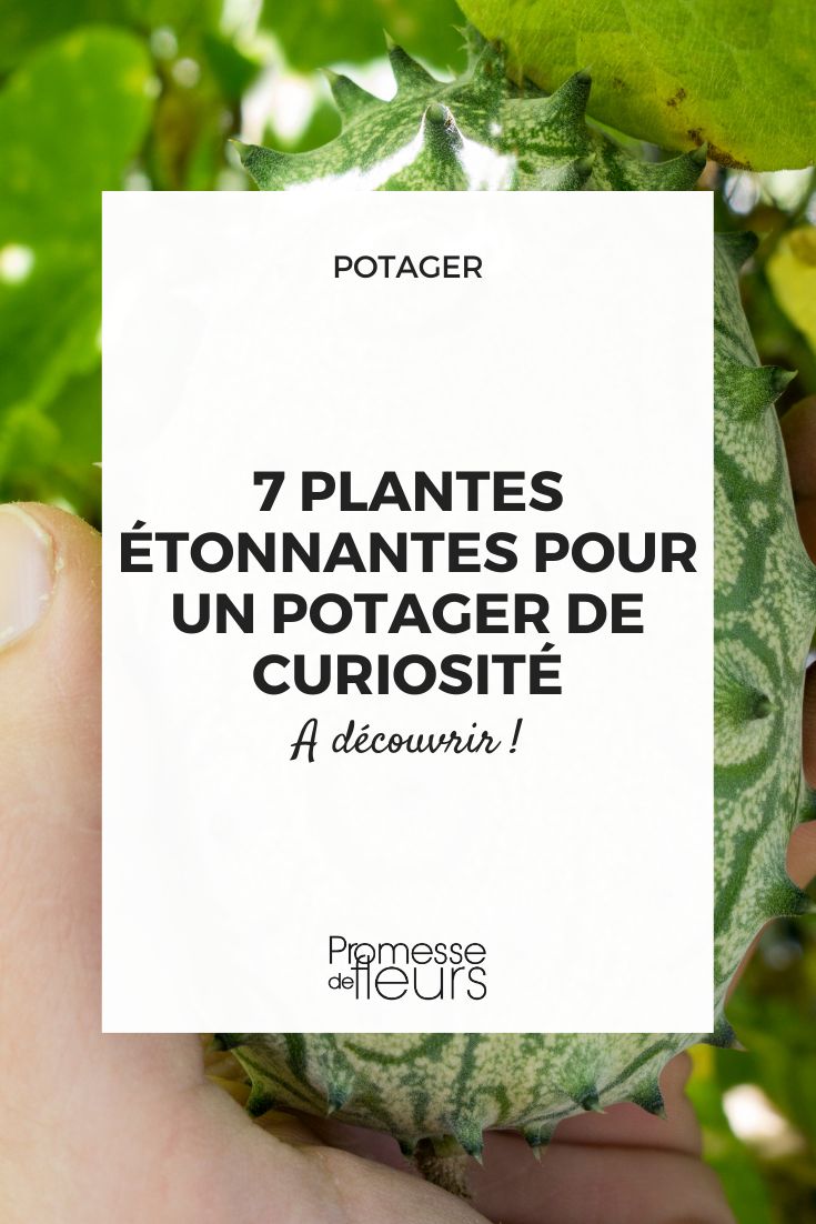 legumes e frutos originais