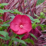 Como multiplicar o hibisco-dos-pântanos por estaquia?
