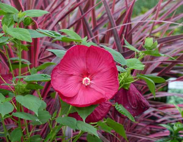 Como multiplicar o hibisco-dos-pântanos por estaquia?