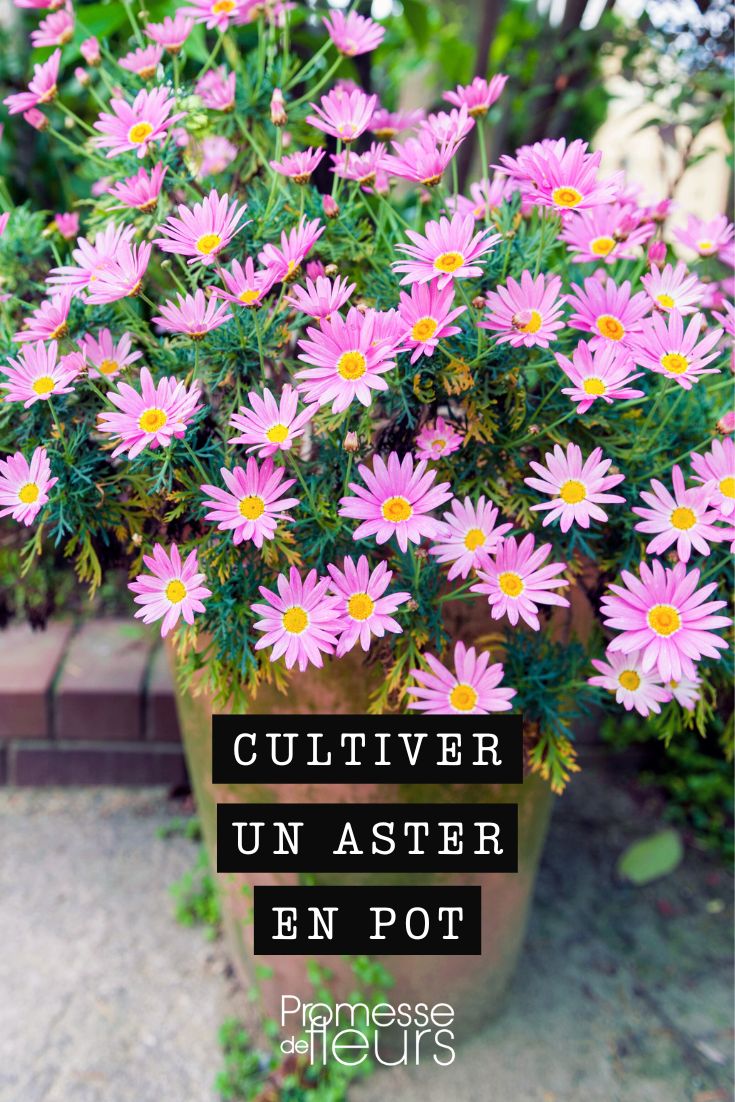 áster
