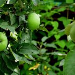 7 árvores de fruto colunares para jardins pequenos