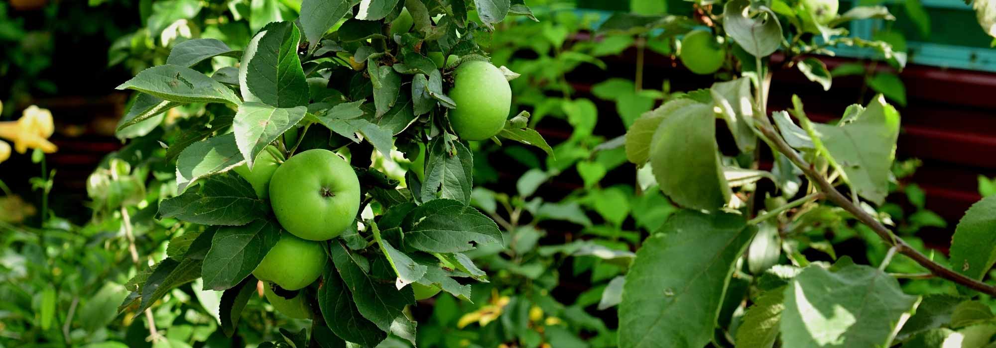 7 árvores de fruto colunares para jardins pequenos