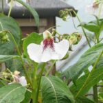 Alegria-da-casa perene: plantação e cuidados