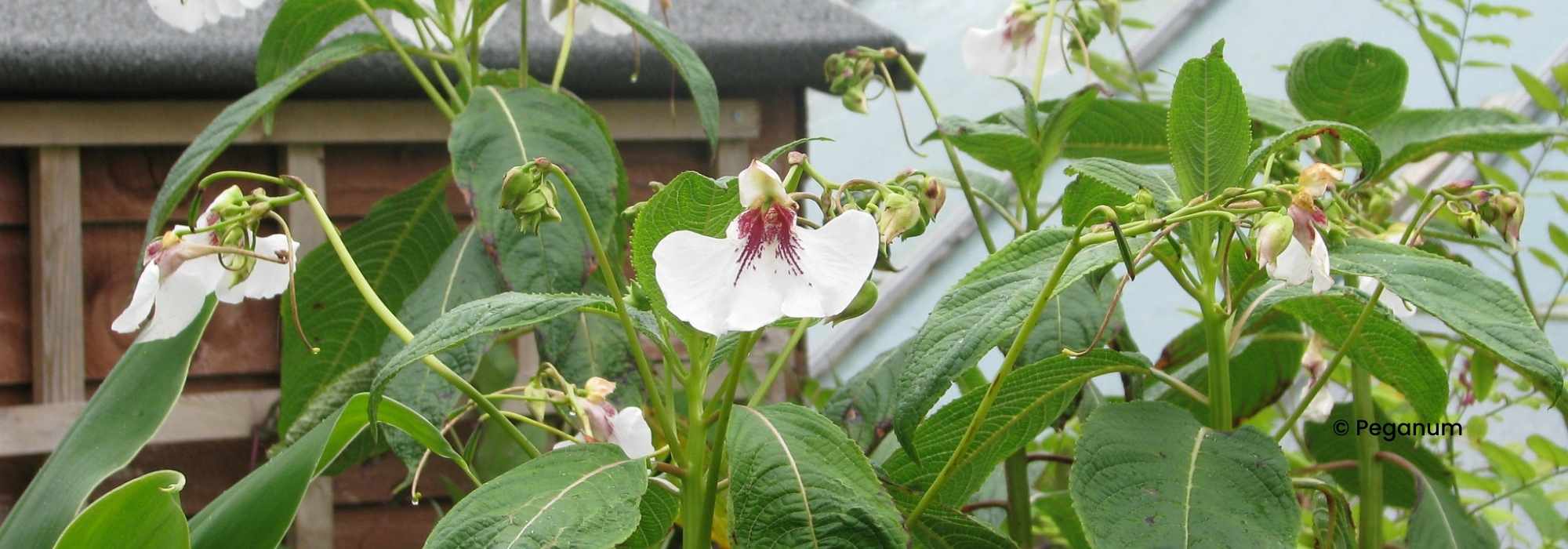 Alegria-da-casa perene: plantação e cuidados