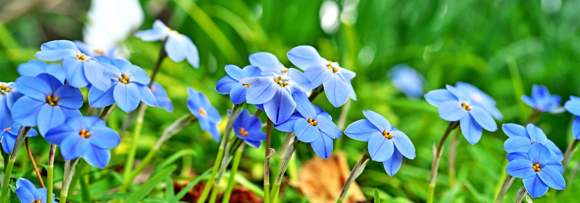Cultivar o Ipheion em plena terra ou em vaso