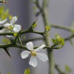 Plantas gráficas e espinhosas: um toque de originalidade no seu jardim