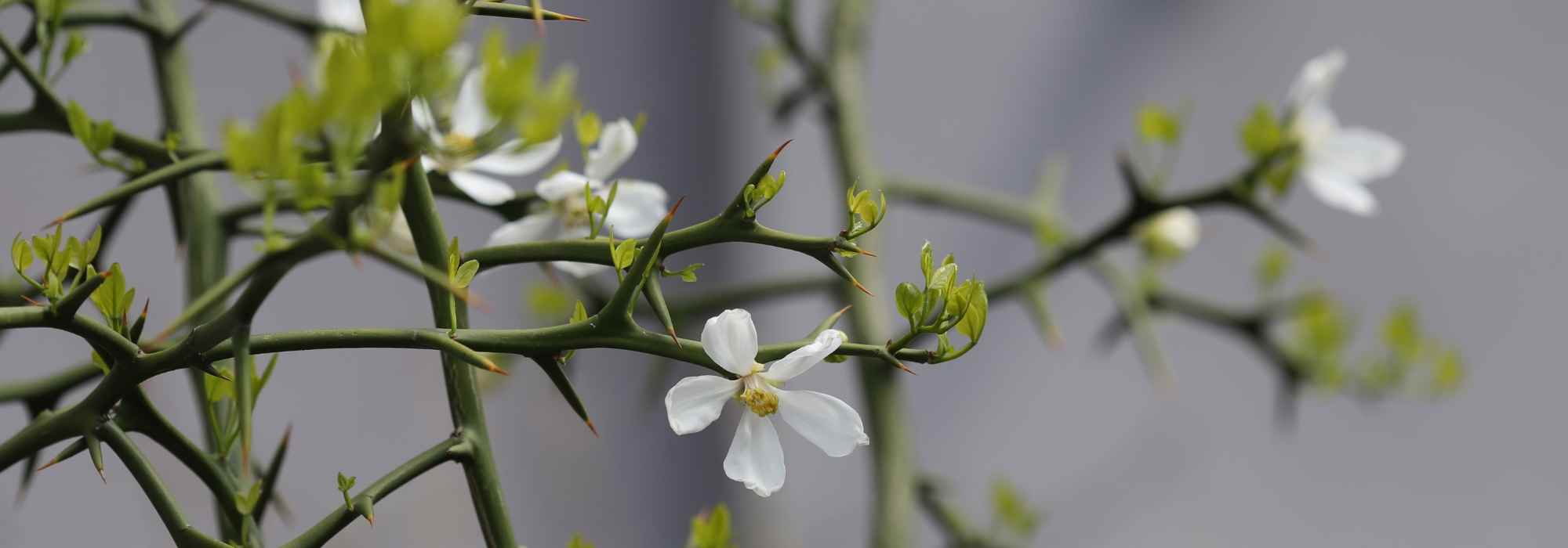 Plantas gráficas e espinhosas: um toque de originalidade no seu jardim