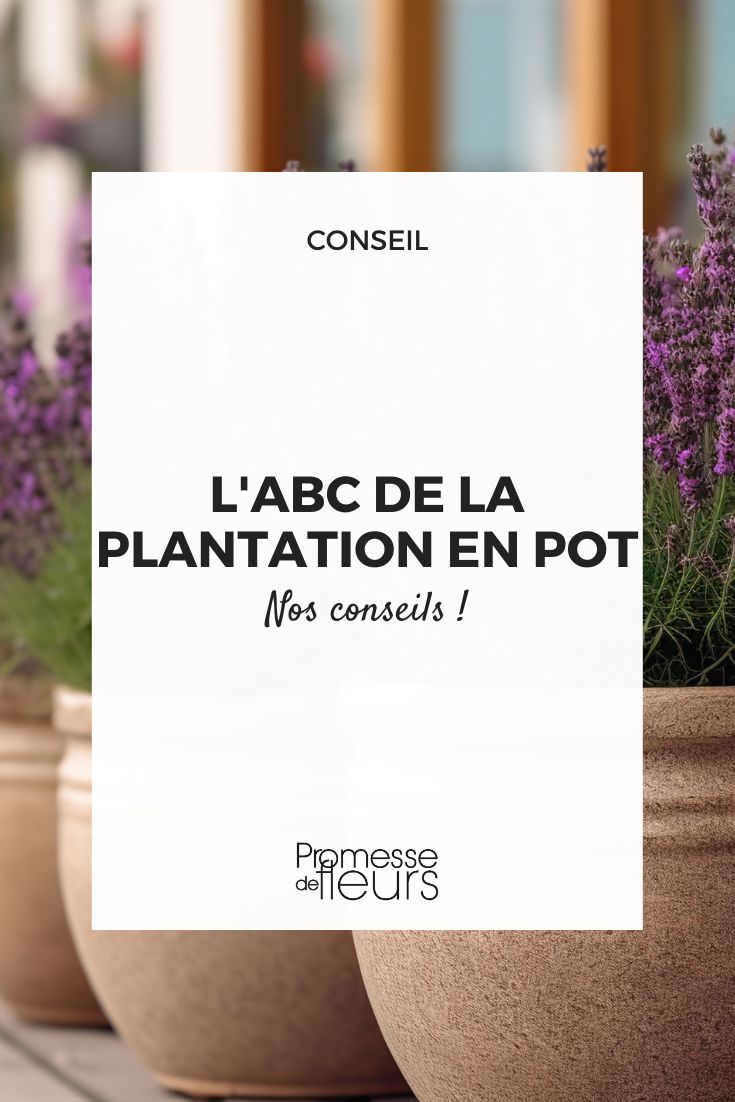 conselhos para a plantação em vaso, como plantar em vaso, técnica de plantação em vaso