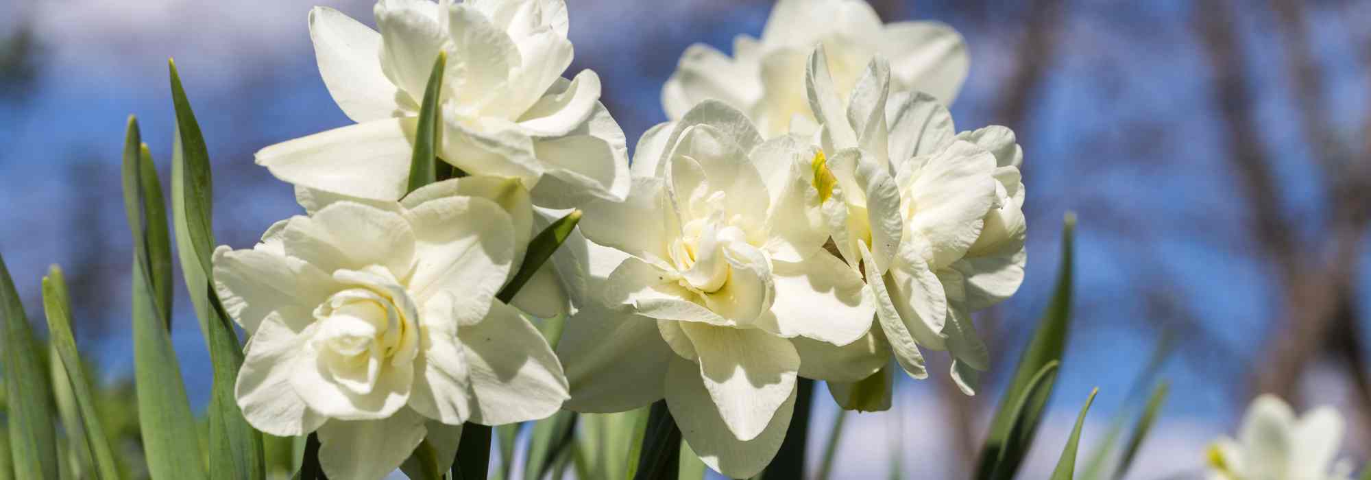 5 variedades de narcisos de flores brancas