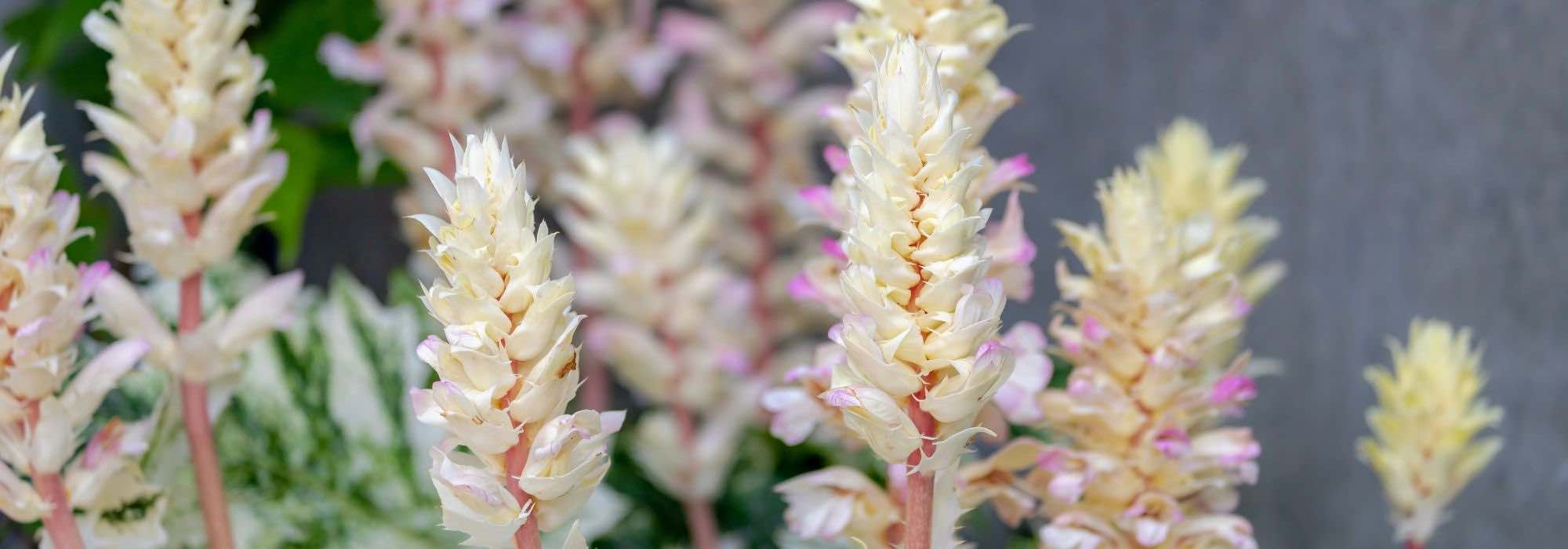 Cultivar o acanto em vaso