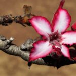 Como cultivar a rosa-do-deserto (Adenium)?