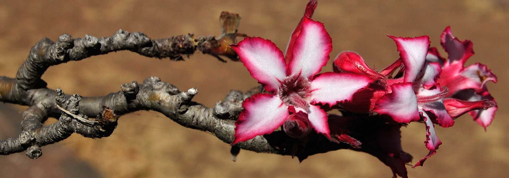 Como cultivar a rosa-do-deserto (Adenium)?