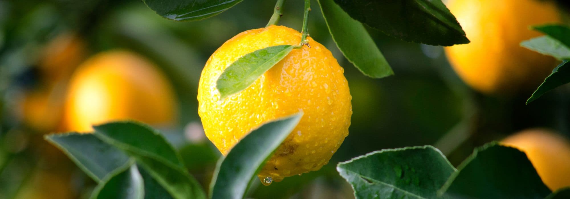 Citrinos: como obter frutos?