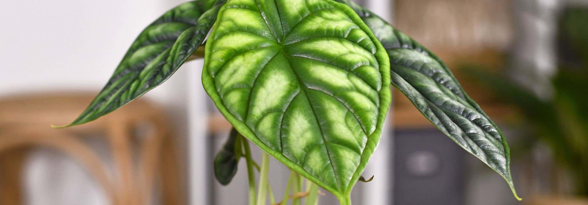 Como cultivar uma orelha-de-elefante ou um taro no interior?