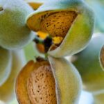 Amendoeira: como escolher a variedade certa?