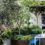 7 árvores para cultivar em vaso num terraço ou numa varanda